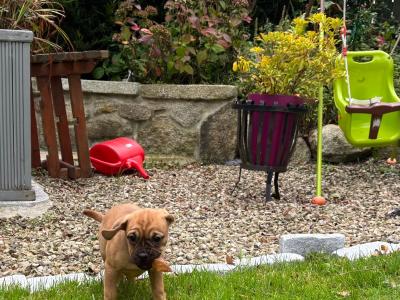 Puggle puppies