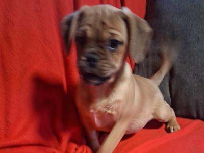 Puggle puppies