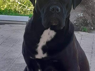 IKC Cane Corso pup male