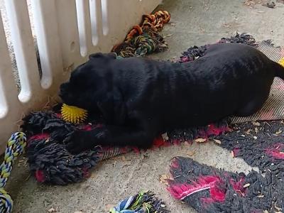IKC Cane Corso pup male