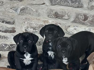 IKC Cane Corso pup male