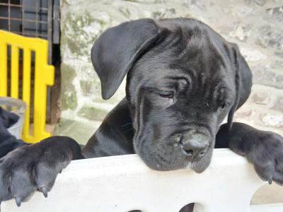 IKC Registered male Cane Corso puppy in Sligo