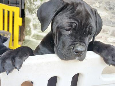 IKC Cane Corso pup male