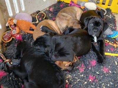 IKC Cane Corso pup male