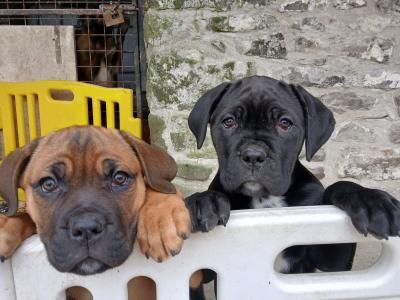 IKC Cane Corso pup male