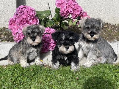 IKC Registered miniature Schnauzer’s
