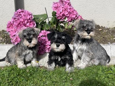 IKC Registered miniature Schnauzer’s