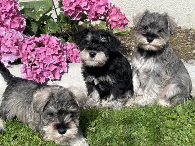 IKC Registered miniature Schnauzer’s