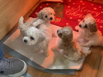 Cavapoochons