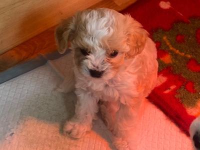 Cavapoochon puppies in Clare