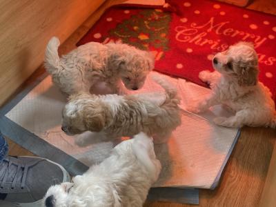 Cavapoochons