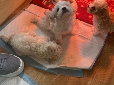 Cavapoochons