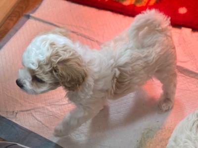 Cavapoochons