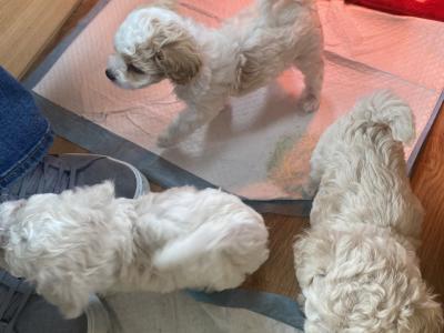 Cavapoochons