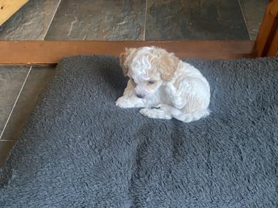 Cavapoochons