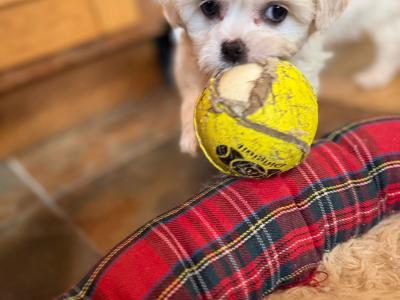 Bichon x Shih Tzu puppies