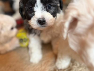 Bichon x Shih Tzu puppies