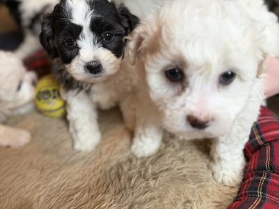 Bichon x Shih Tzu puppies