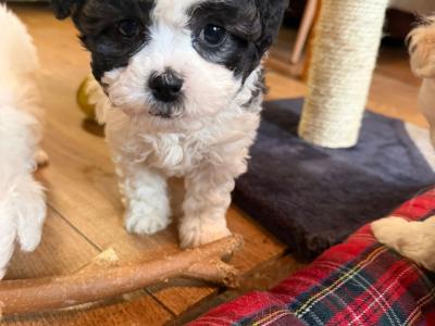 Bichon x Shih Tzu puppies