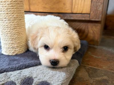 Bichon x Shih Tzu puppies