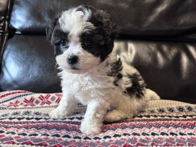 Bichon x Shih Tzu puppies