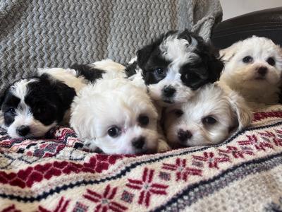 Bichon x Shih Tzu puppies