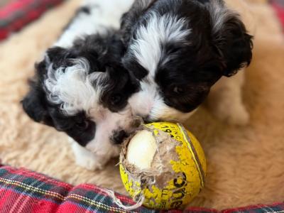 Bichon x Shih Tzu puppies