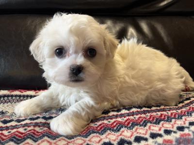 Bichon x Shih Tzu puppies