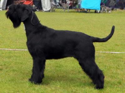 IKC Registered Giant Schnauzer puppies in Leitrim