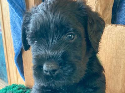 IKC Registered Giant Schnauzer puppies in Leitrim