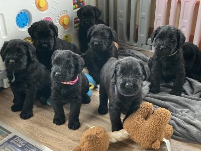 IKC Registered Giant Schnauzer puppies in Leitrim