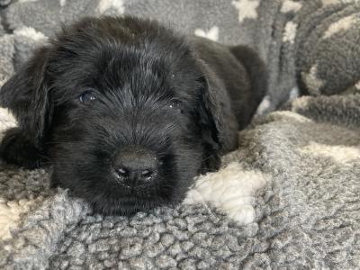 IKC Registered Giant Schnauzer puppies in Leitrim