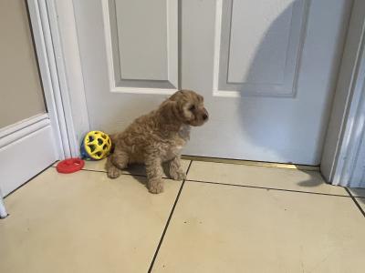 Beautiful Cavapoos