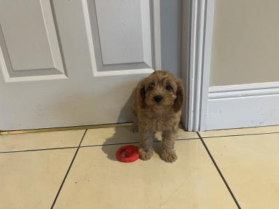 Beautiful Cavapoos