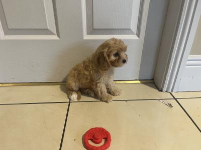 Beautiful Cavapoos