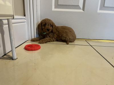 Beautiful Cavapoos