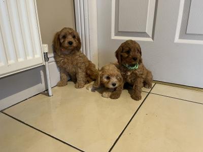 Beautiful Cavapoos