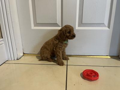 Beautiful Cavapoos