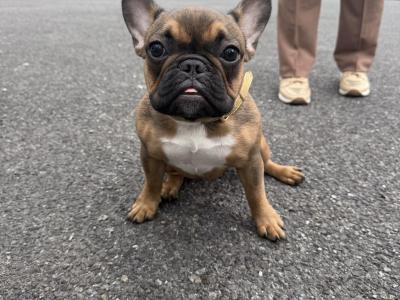 Female Frenchie EABKC