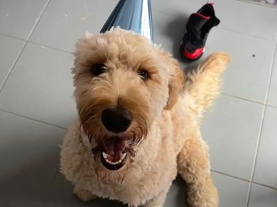 Male Irish Doodle (Spud)