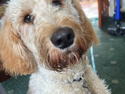 Male Irish Doodle (Spud)