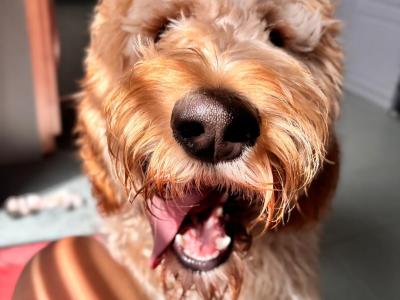 Male Irish Doodle (Spud)