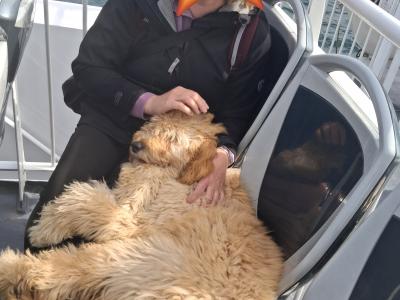 Male Irish Doodle (Spud)