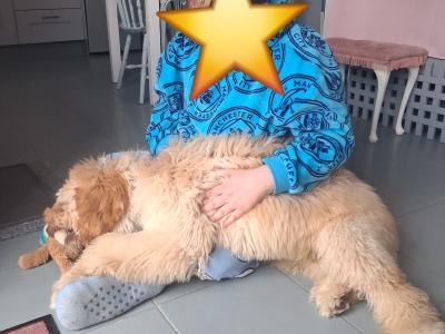 Male Irish Doodle (Spud)
