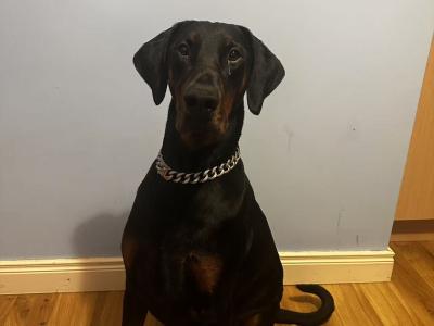 Dobermann looking for a new home