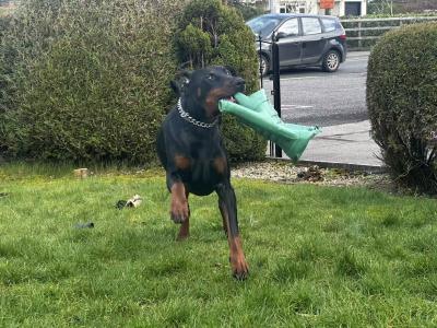 Dobermann looking for a new home