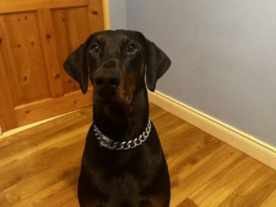 Dobermann looking for a new home