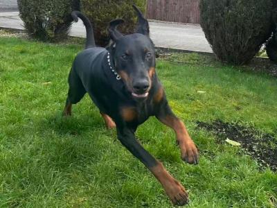 Dobermann looking for a new home