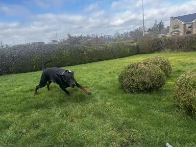 Dobermann looking for a new home