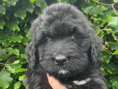 Bernadoodle puppies